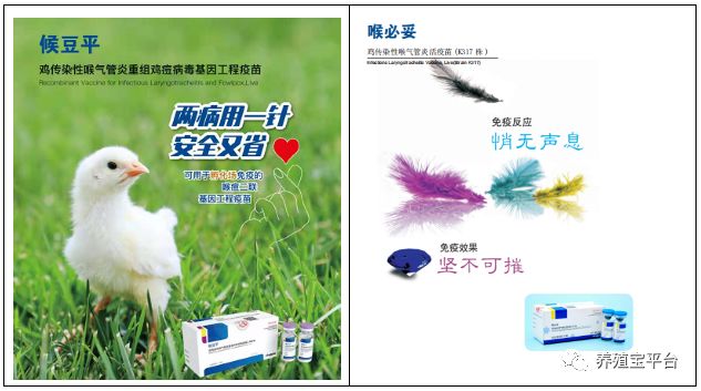 鸡传染性喉气管炎练习题,鸡传染性喉气管炎用什么药治疗