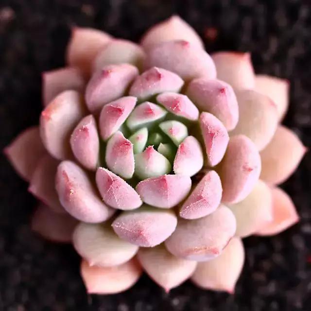 推荐轻松玩转100种常见多肉植物,700种多肉植物图鉴pdf百度云