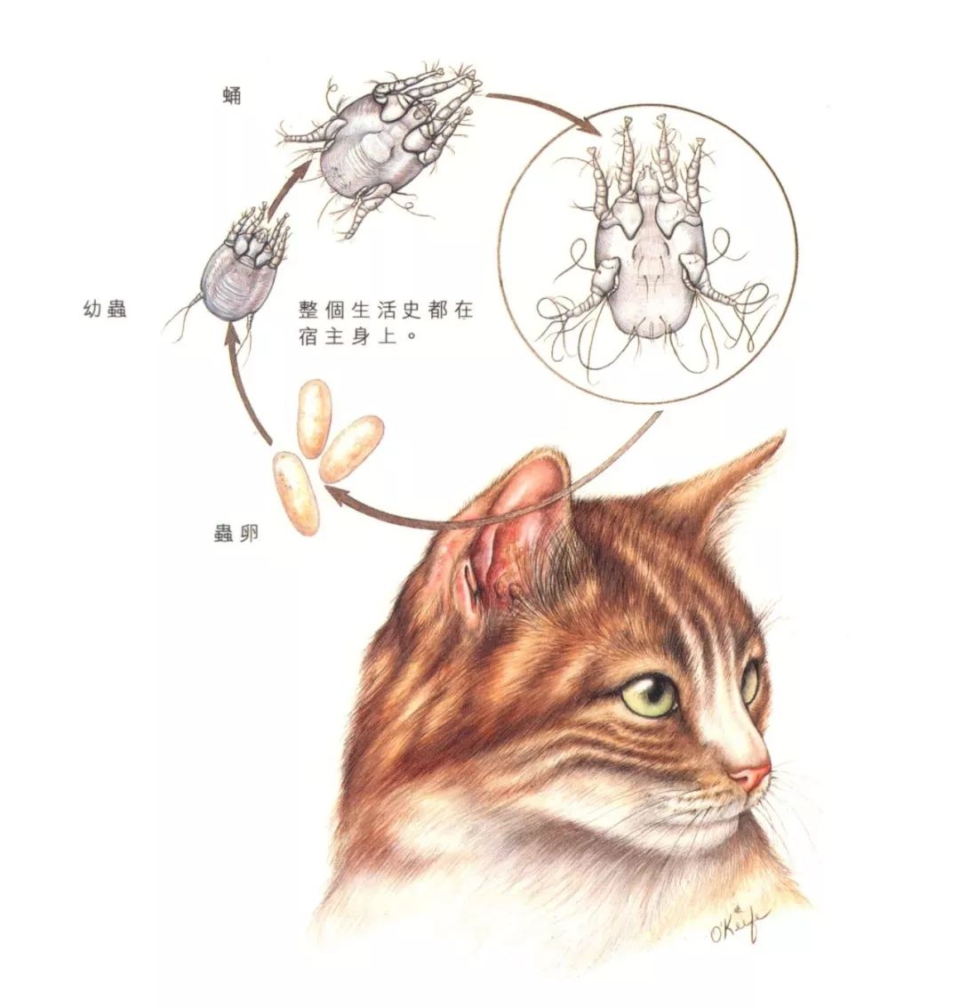 猫病特效药,猫病特效药一览表