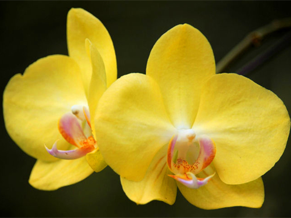 蝴蝶兰叶子黄了怎么救,蝴蝶兰叶子晒坏了怎么办