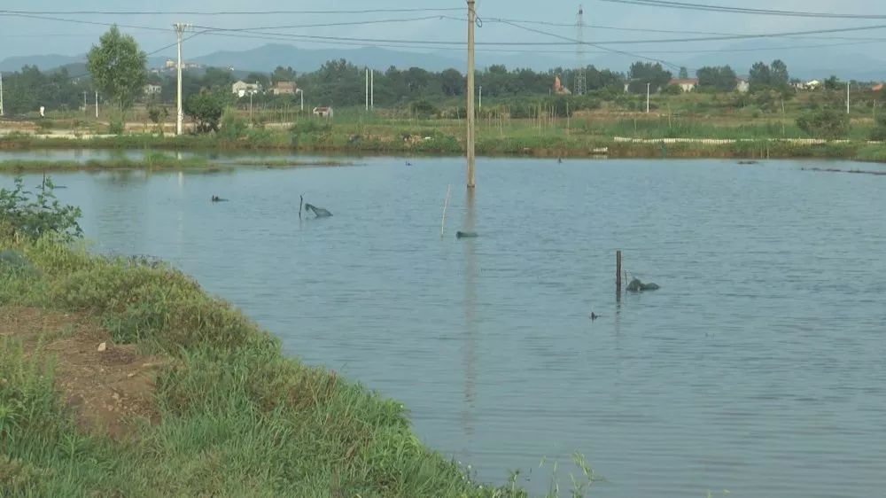 孝昌农业发展现状简介,稻虾第一村产业示范园