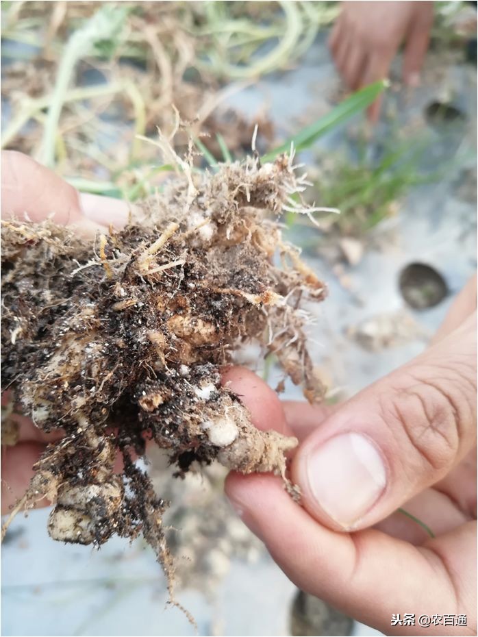 西瓜下雨之前打什么药防治病害,西瓜幼苗病害的各种症状图片