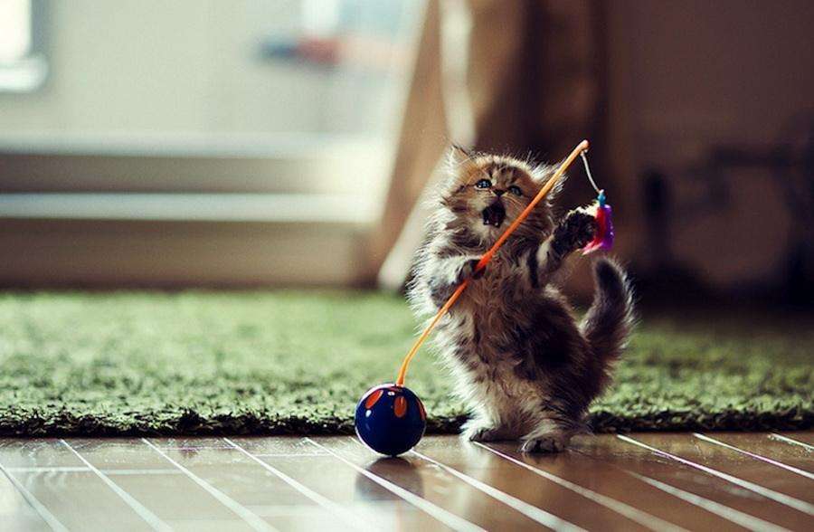 官方辟谣猫和老鼠,猫咪对人的友好表现是什么