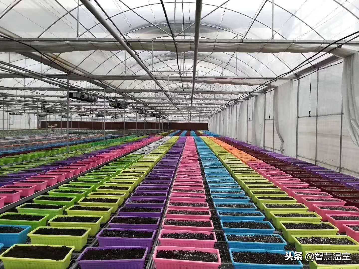 无土栽培蔬菜技术培训寿光,湖北无土栽培技术培训基地