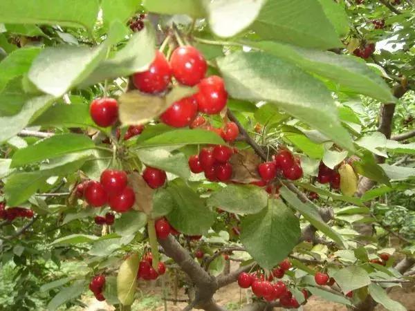 昆明石林景区值得去吗,昆明石林精华景点