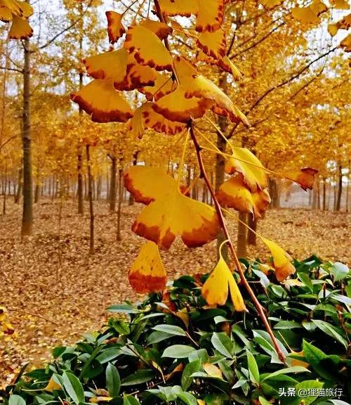 千里淮河第一镇,泊岗是安徽唯一的淮河岛乡吗