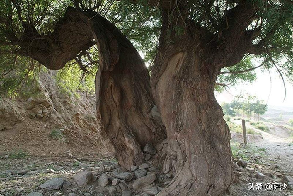 现在的唐山地震vs以前的唐山地震,唐山大地震位列20世纪世界地震史