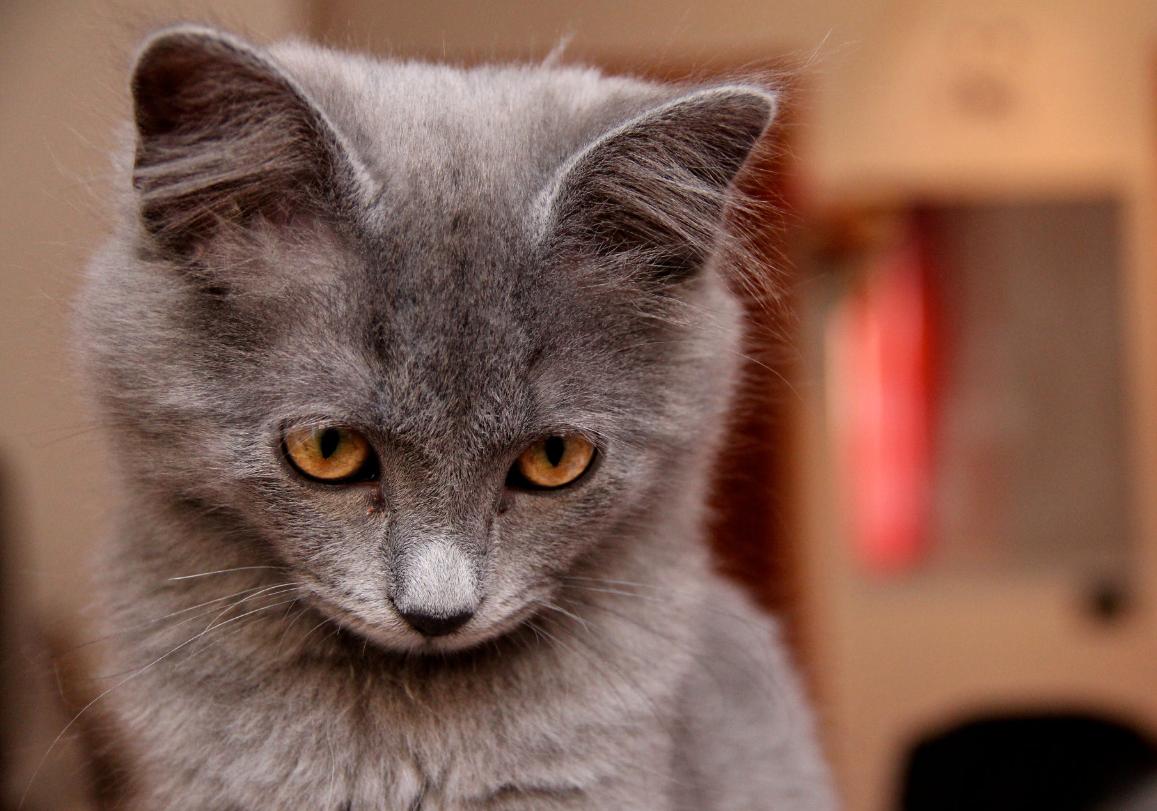 年收入5000万养猫,多少月薪才能养宠物