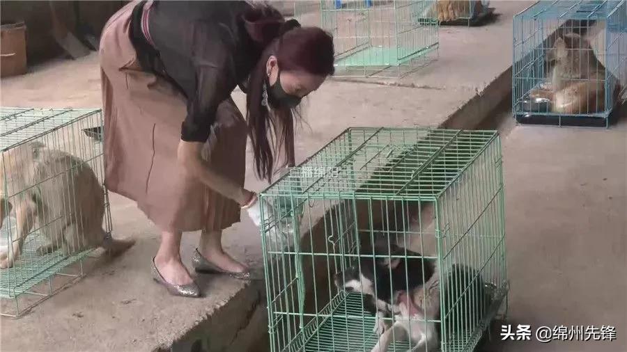 被救下的111条狗狗,一只金毛流浪狗被解救过程