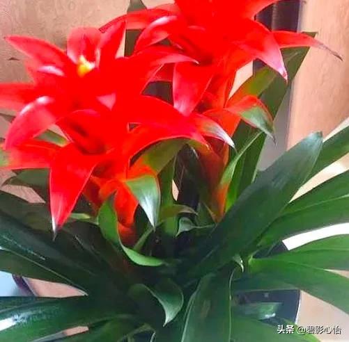 鸿运当头出小芽是不是花要开败了,鸿运当头花败了怎么浇水