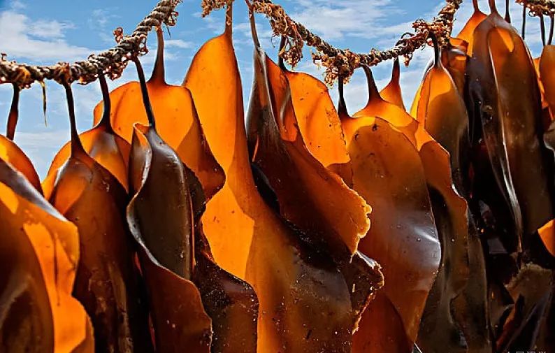 昆布是什么食物,昆布是什么味的