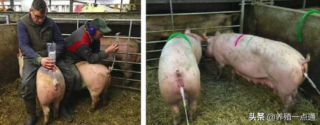 养猪大户经验分享,养猪的经验和策略