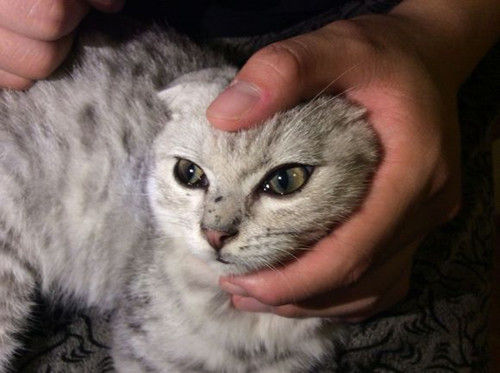 母猫产后感冒吃什么药好,母猫感冒