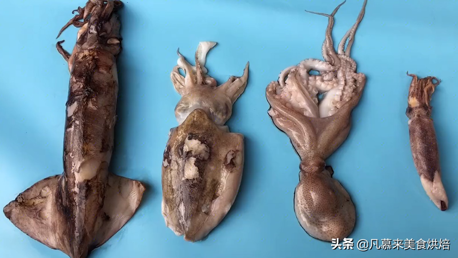 海兔八爪鱼墨鱼鱿鱼的区别,鱿鱼海兔八爪鱼三者之间区别