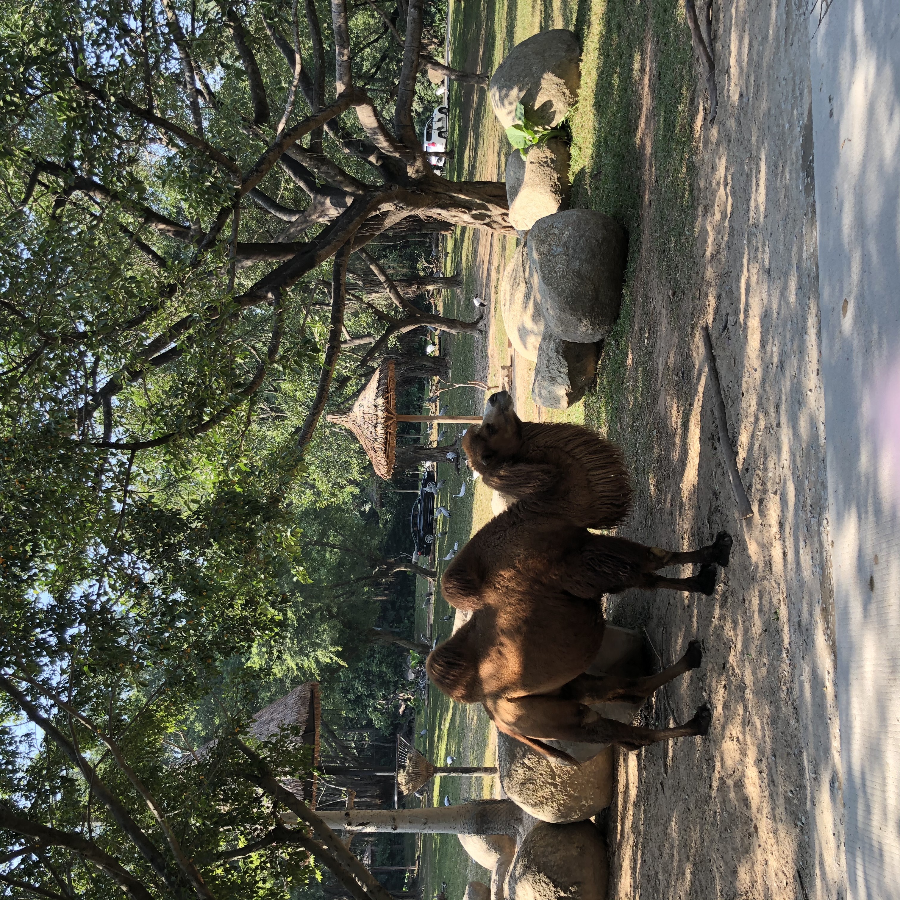 打卡国内热门榜1亲子游--广州长隆旅行攻略附带震撼价格！