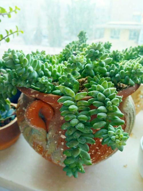 玉缀开花了怎么处理,玉缀叶子变黄掉光怎么办