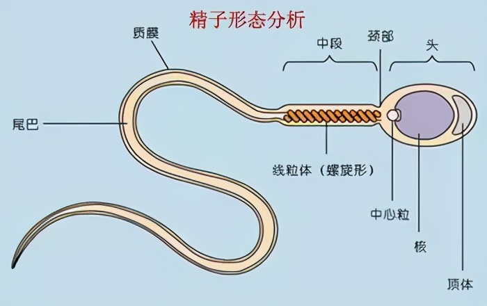 精子畸形率高是否容易生畸形儿,精子畸形率98%怀孕了胎儿会畸形吗