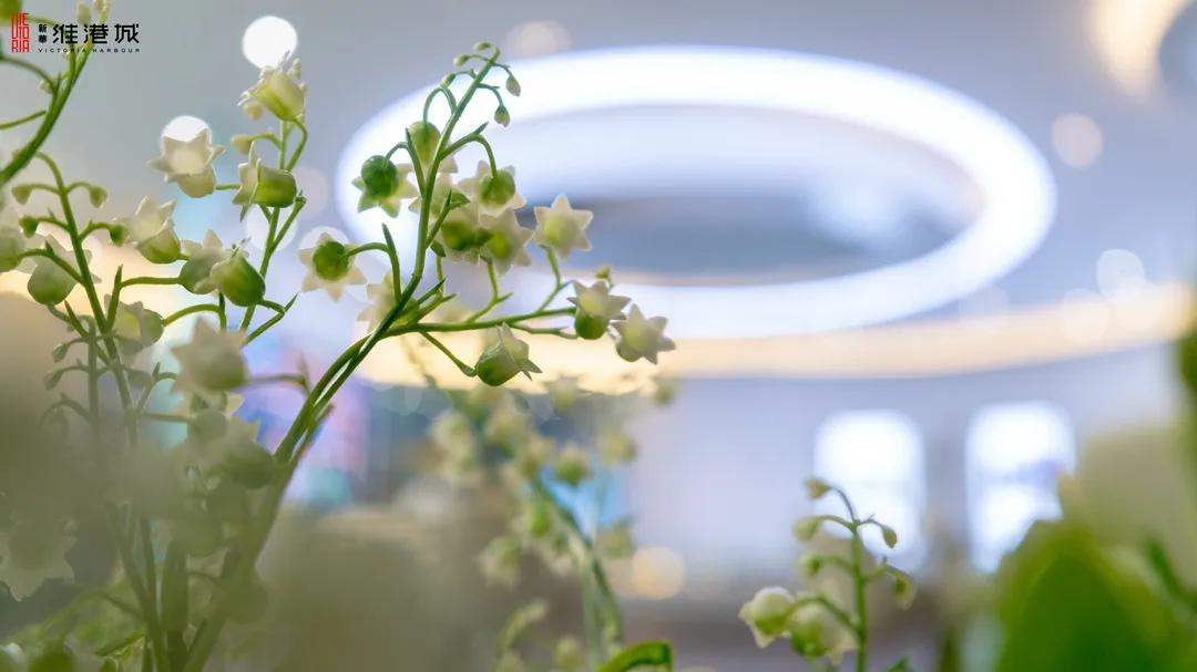 免费领！新华·维港城“绿色甜城”计划，业主免费领绿植