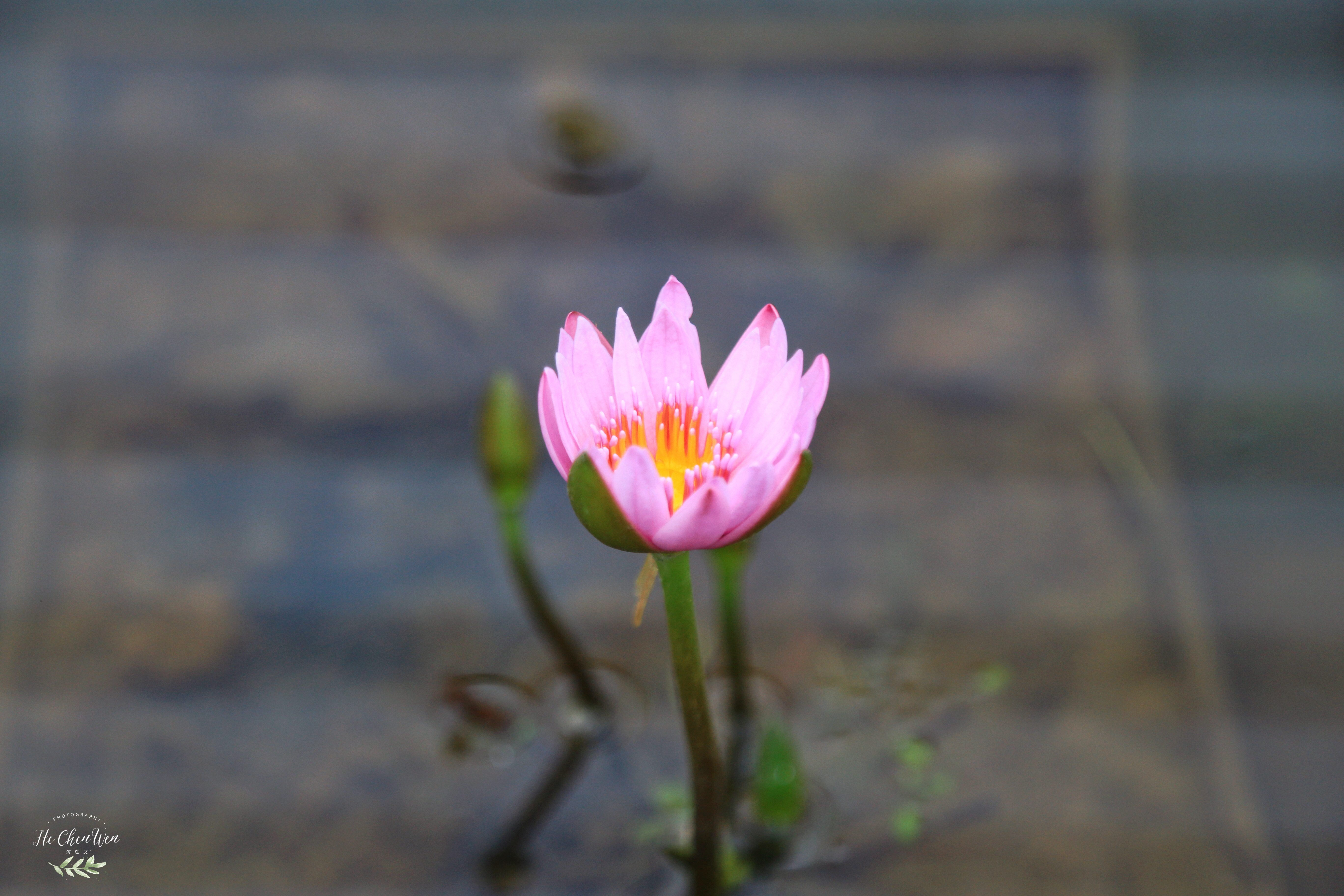 日本地狱温泉是怎么形成的,日本地狱温泉在哪里