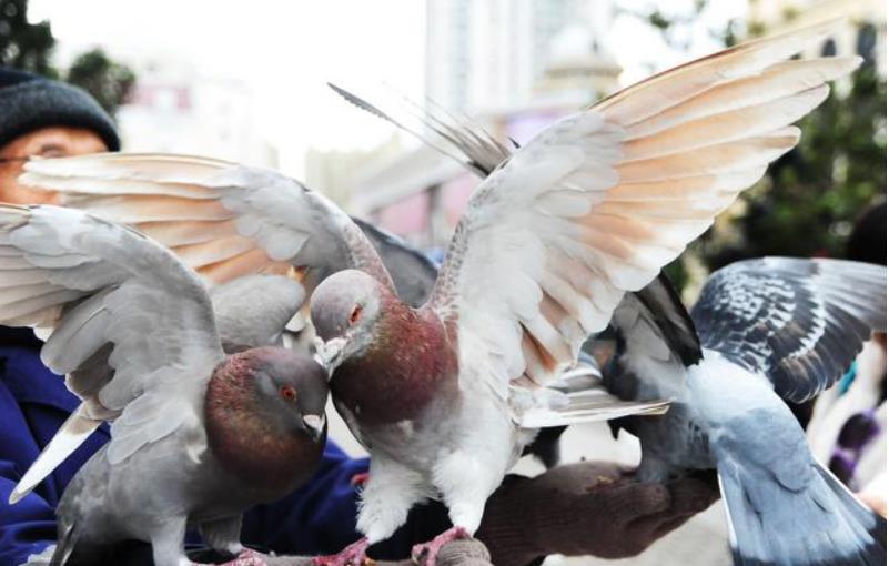 国血赛鸽赛场表现,最新最全信鸽特征