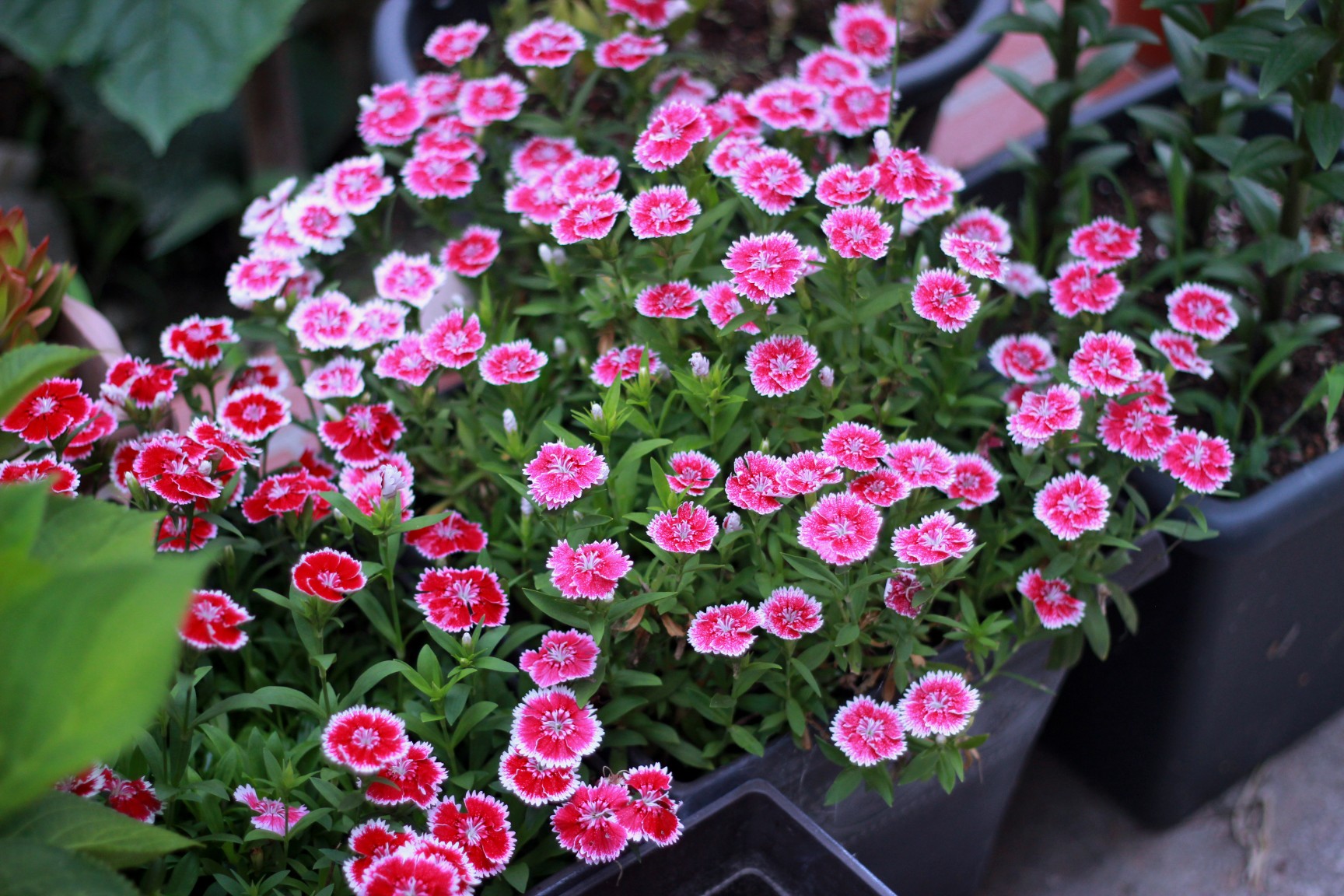 好养的盆栽花卉排名前十,盆栽花比较好养的有哪些