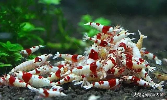 虾爆缸怎么办,极火虾怎么快速爆缸