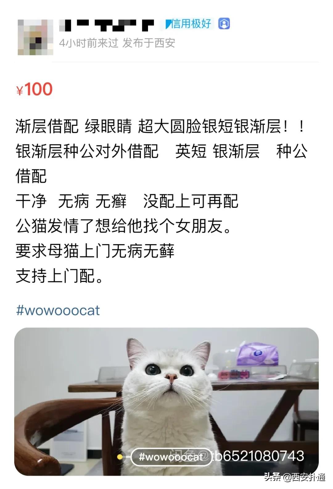 给狗相亲,代吃代喝...西安人在闲鱼上到底在卖啥?