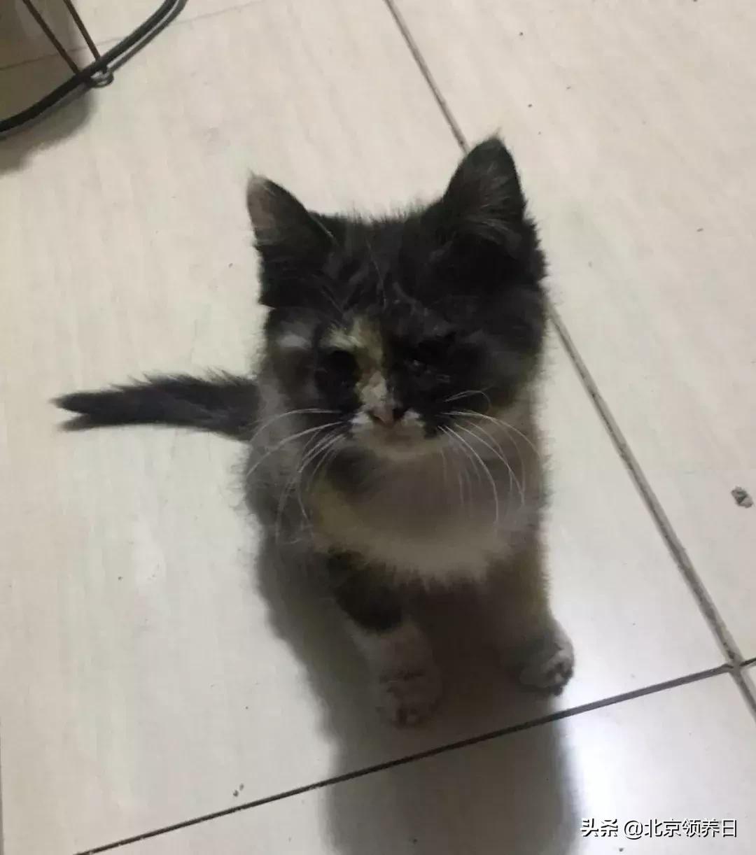 #领养代替购买#给它们一个家|线上宠物领养日,20190608加场