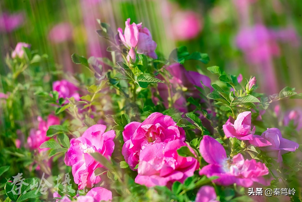 五月玫瑰花期,五月玫瑰盛开时