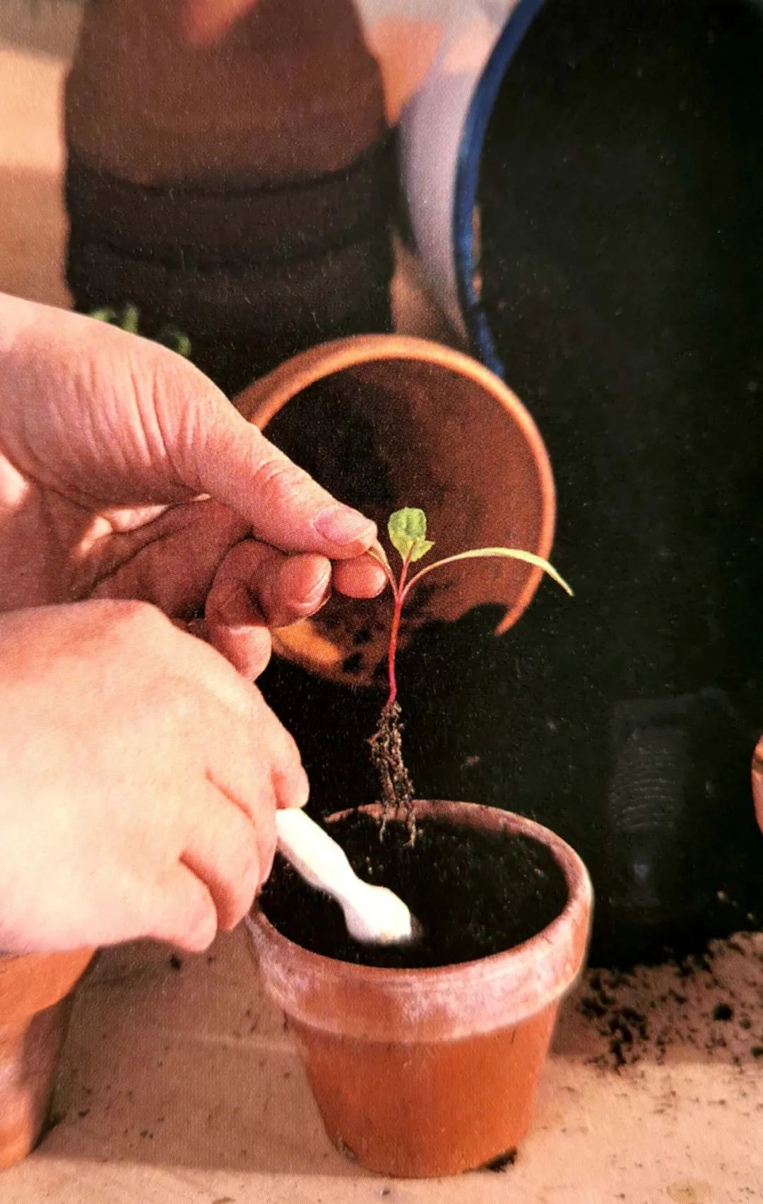 育苗种子如何选种,最简单培育优良的种子