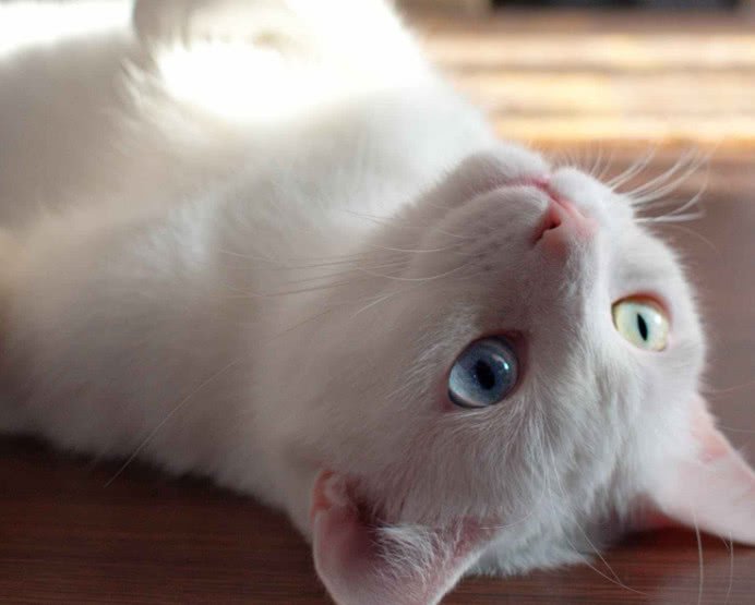 猫咪寄生虫感染人的途径,猫咪寄生虫感染用什么最好