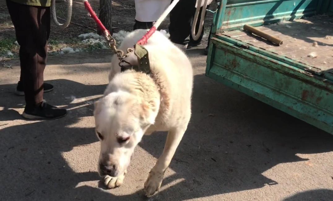 200斤的护卫犬,200斤护卫犬