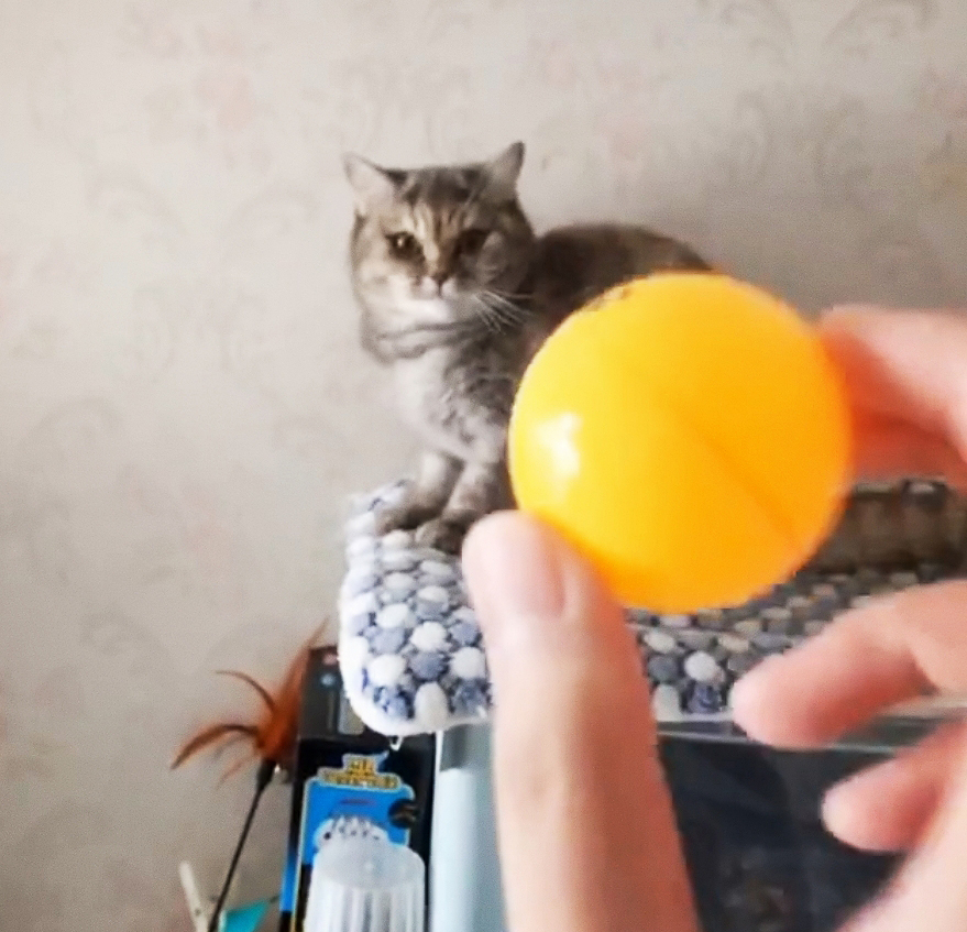 都说猫咪的反应速度快，拿乒乓球试了一下，差点被主子挠死