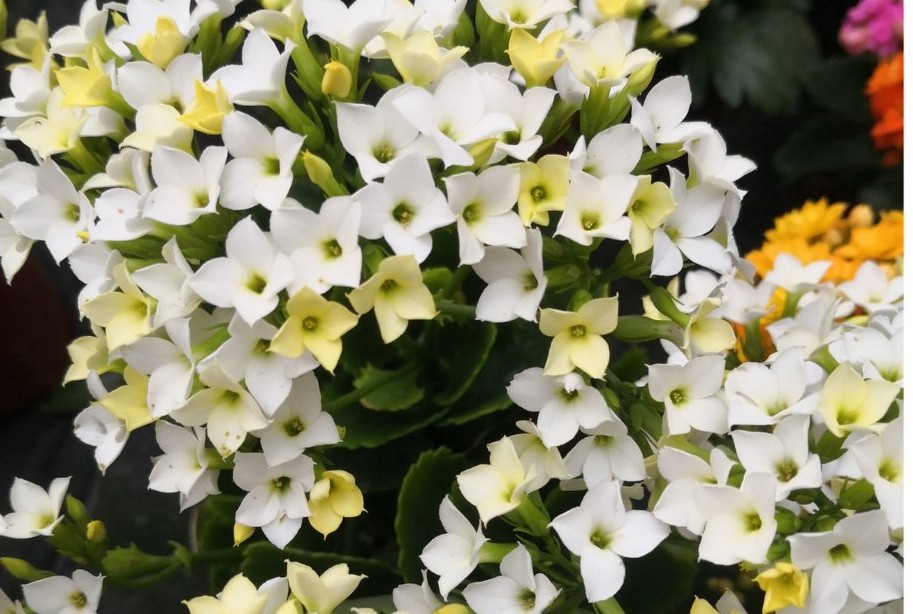 单瓣长寿花品种大全图,长寿花单瓣最好看的品种