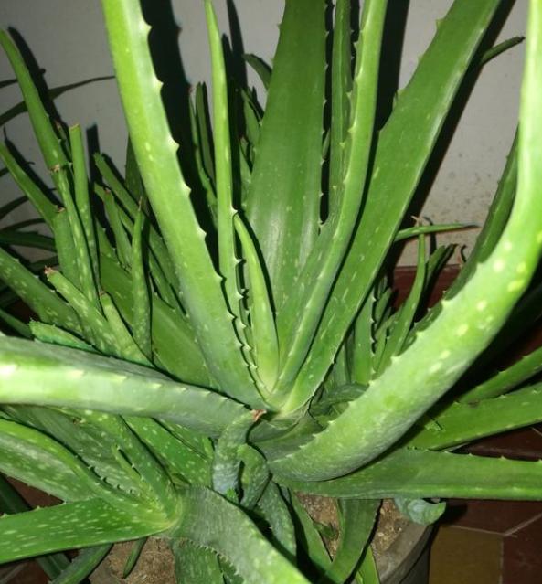 芦荟烂根了怎样补救,芦荟彻底烂根了怎么挽救