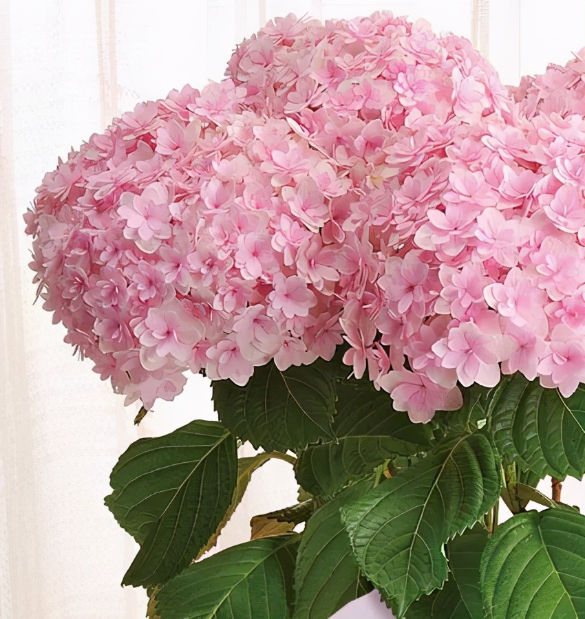 春季绣球叶子发皱怎么回事,夏季绣球老叶子都干枯怎么处理