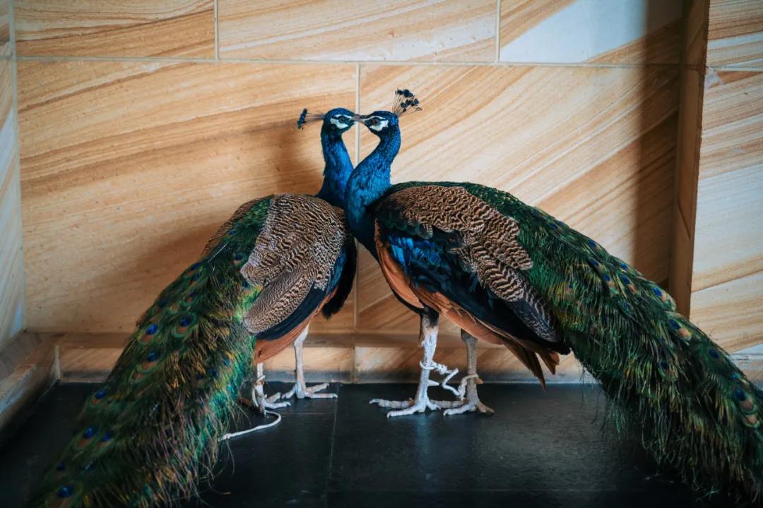 西双版纳蓝孔雀江景主题酒店,西双版纳告庄双景酒店攻略