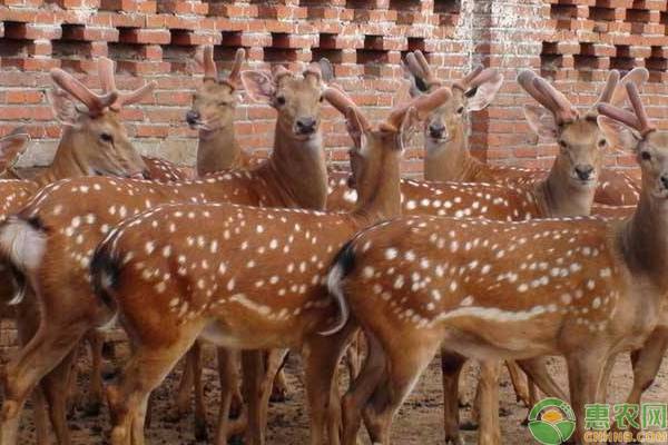 农村有哪些特色养殖项目,农村养殖项目最有前景的产业
