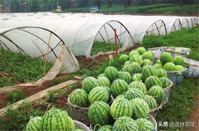 早春大棚西瓜种植管理技术,春季大棚西瓜种植技术完整版