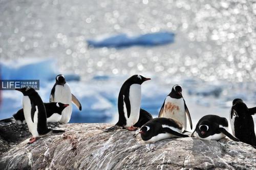 多地暴雨、全球变暖，自杀的企鹅却在为我们买单