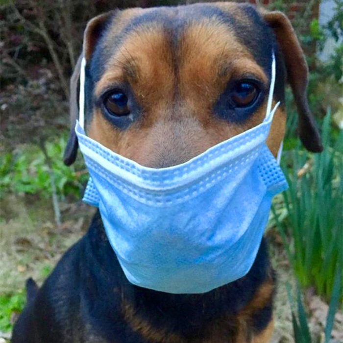 狗狗流鼻血是什么病的前兆,狗狗鼻口有白色浓鼻涕是怎么回事