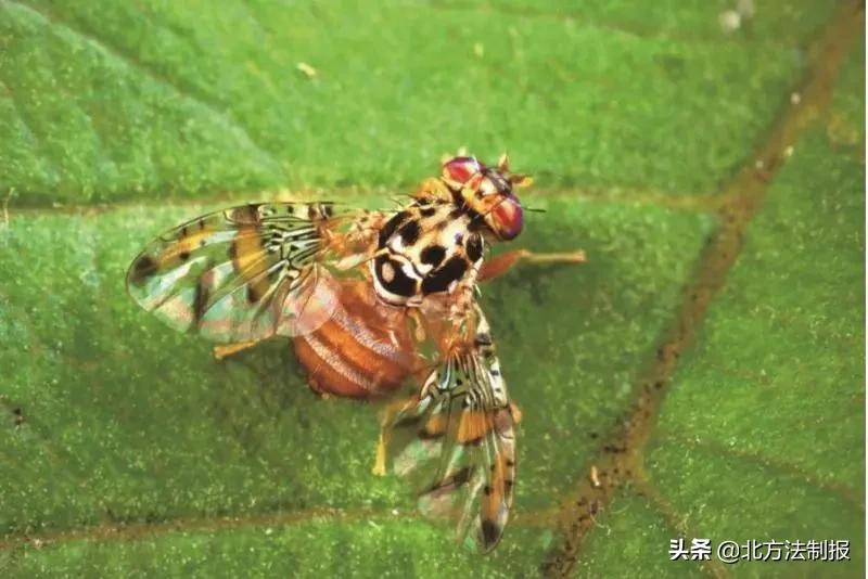 还有人从国外寄来20多只果蝠标本？海淘代购注意了，邮寄蜥蜴、盆景入境，可能会入刑！