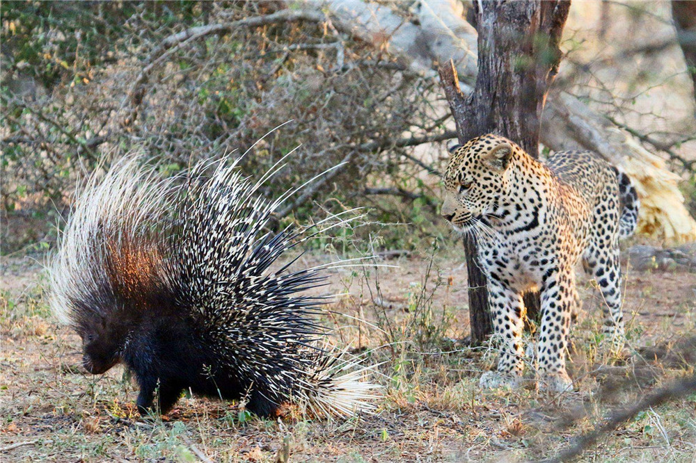 六盘山出现野生动物,六盘山有哪些野生动物
