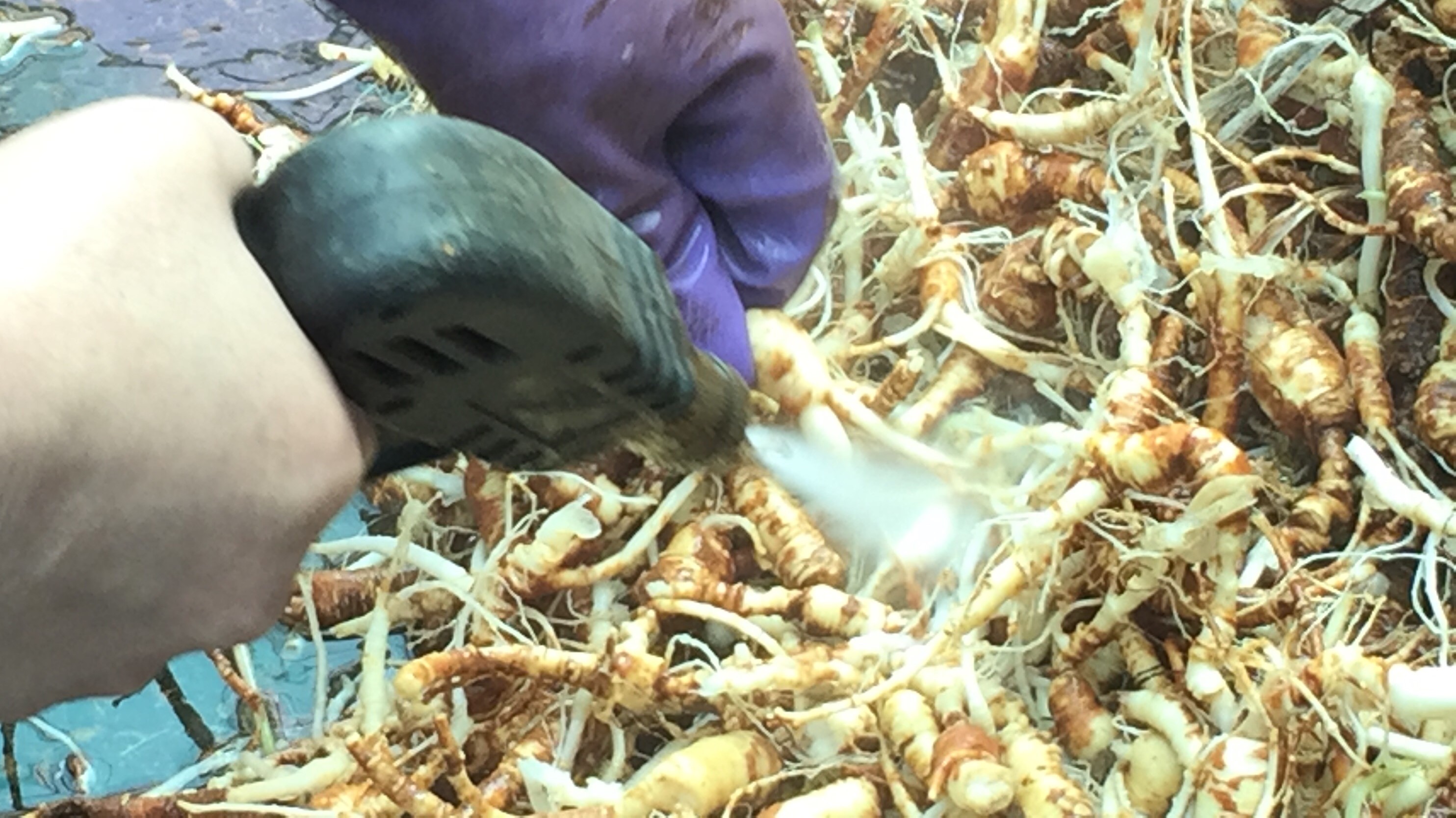 鲜参的加工详细方法,鲜参的种类大全