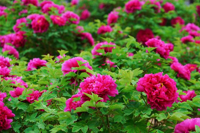牡丹花开时节，走进十三朝古都洛阳，还有超划算的官方旅游年卡