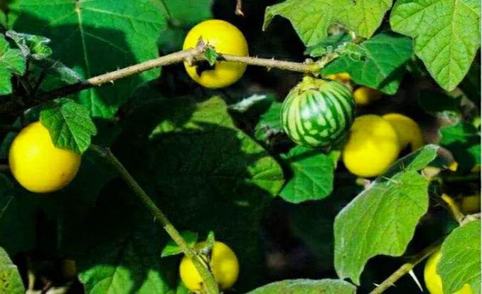 各种蔬菜水果祖先的样子,各种蔬菜祖先