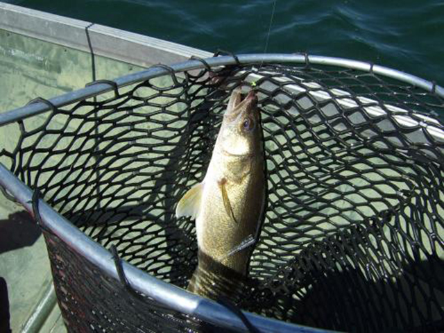 野钓中的4大“万能”技巧,野钓不舒服怎么办