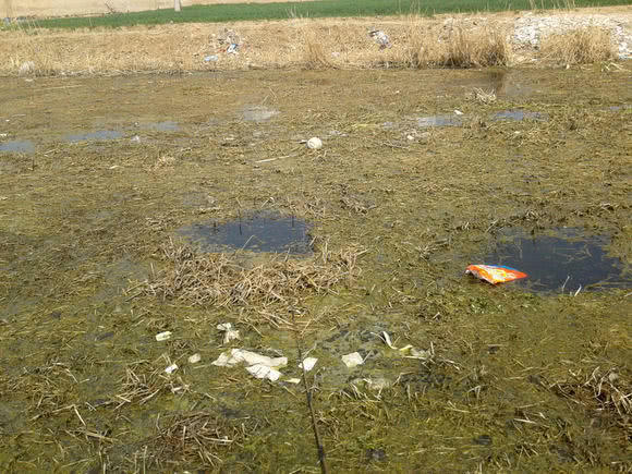 为什么有些鲫鱼吃起来有股煤油味,怎么去除河里鲫鱼的煤油味道