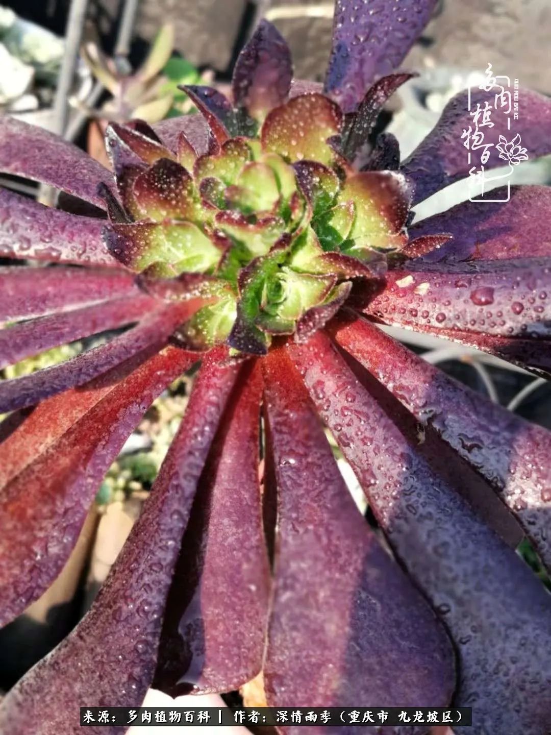 在重庆养多肉养的是一种信仰,重庆养多肉适合用什么土