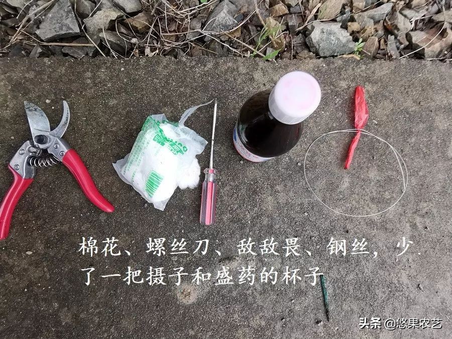 柑橘天牛危害案例,氯氰敌百虫治柑橘树干上天牛